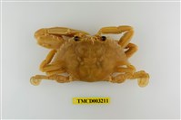 藏品(漢氏梭子蟹)的圖片